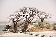 Mini-baobab.jpg